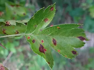 Afgeronde jeneverbesroest