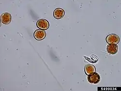 Aeciosporen op meidoorn