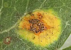 Spermogonia op eenstijlige meidoorn