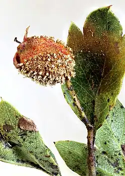 Acia op eenstijlige meidoorn