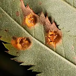 Aecium gehyperparasiteerd door een larve van een Mycodiplosis-mug (links)
