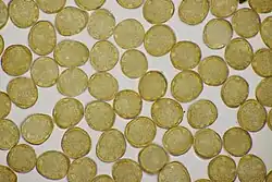 Aeciosporen van lijsterbes-jeneverbesroest