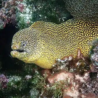 Gymnothorax eurostus