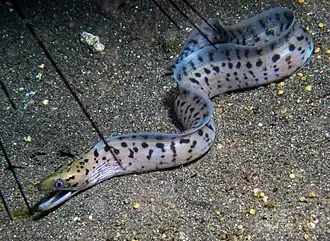 Gymnothorax fimbriatus