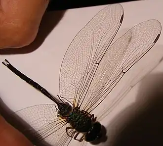 Gynacantha usambarica