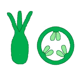 Syncarp, 3 vruchtbladen