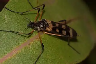 Gynoplistia (Gynoplistia) bella