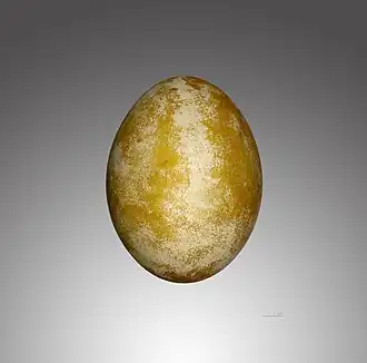 Ei (gypaetus barbatus aureus)