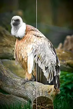 Vale gieren in Zoo Duisburg