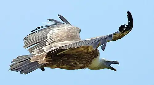 Close-up tijdens de vlucht