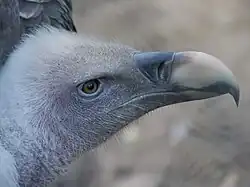 Kop van een volwassen Rüppells gier