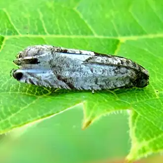 Gypsonoma haimbachiana