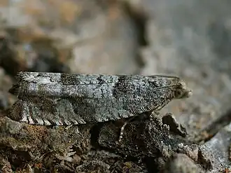 Grijze populierenbladroller