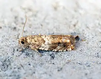 Zwarte populierenbladroller