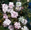 Gypsophila repens