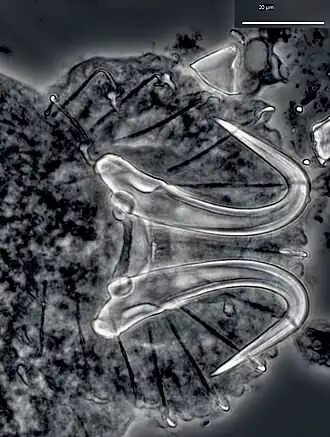 Gyrodactylus groenlandicus