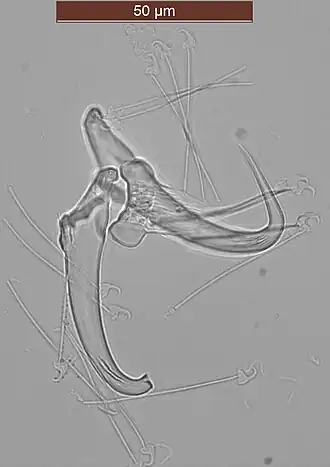 Gyrodactylus harengi