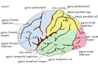 Linkergrotehersenhelft. Gyrus occipitalis superior aangegeven als O2.