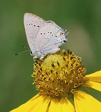 Satyrium sylvinus