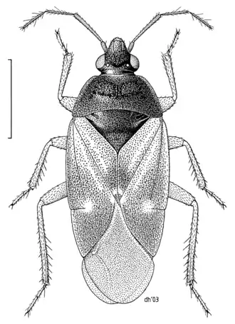 Lyctocoris campestris