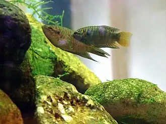 Macropodus hongkongensis