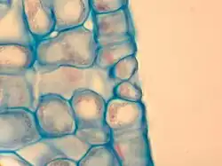 Dwarsdoorsnede van een huidmondje van liguster