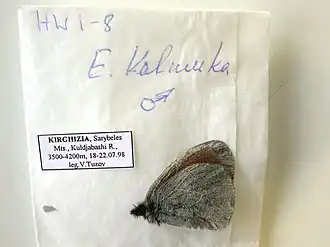 Erebia kalmuka