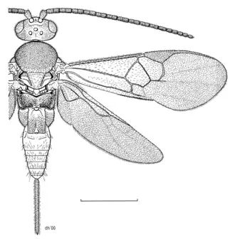 Dolichogenidea