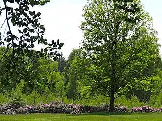 Het Haagse Bos anno 2013