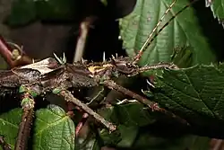 Een volwassen mannetje met duidelijk zichtbare stekels