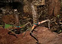 Mannetje (links) en vrouwtje (rechts) in dreighouding