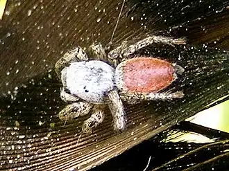 Habronattus decorus