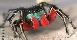 Habronattus americanus