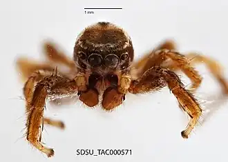 Habronattus californicus