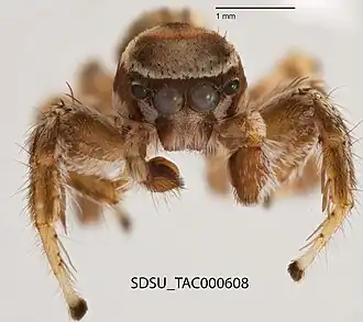 Habronattus clypeatus