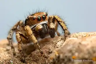 Habronattus cockerelli