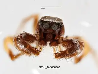 Habronattus divaricatus