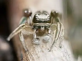 Habronattus festus