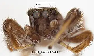 Habronattus formosus