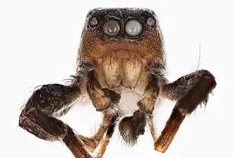 Habronattus gigas