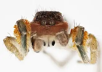 Habronattus mustaciatus