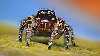 Habronattus pugillis