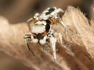 Habronattus pyrrithrix