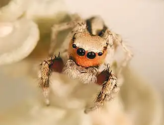 Habronattus signatus