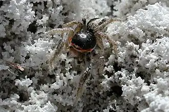 Habronattus tarsalis
