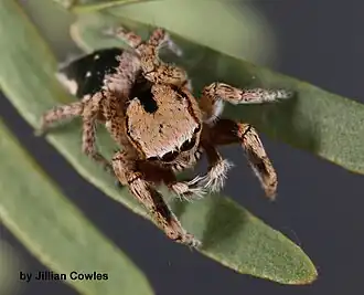 Habronattus tranquillus