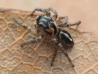 Habronattus trimaculatus
