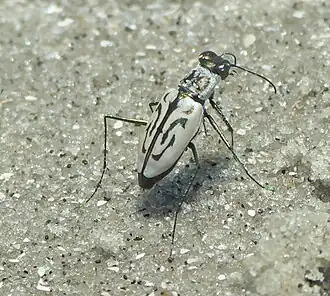 Habroscelimorpha dorsalis
