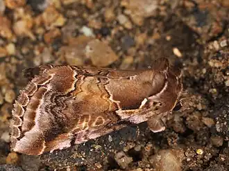 Habrosyne dieckmanni