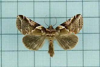 Habrosyne pterographa